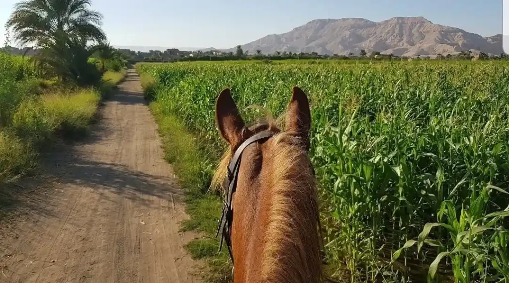 Private Horse Ride In Luxor West Bank 3